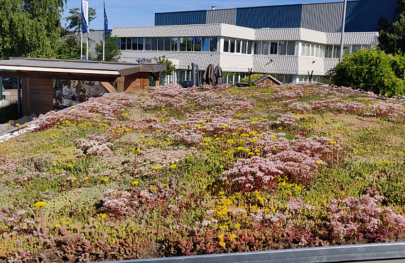 Groendak Showtuin Bakker Buitenleven