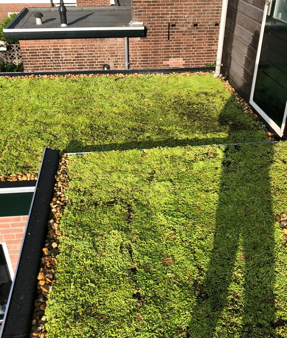 Groendak Alphen aan den Rijn